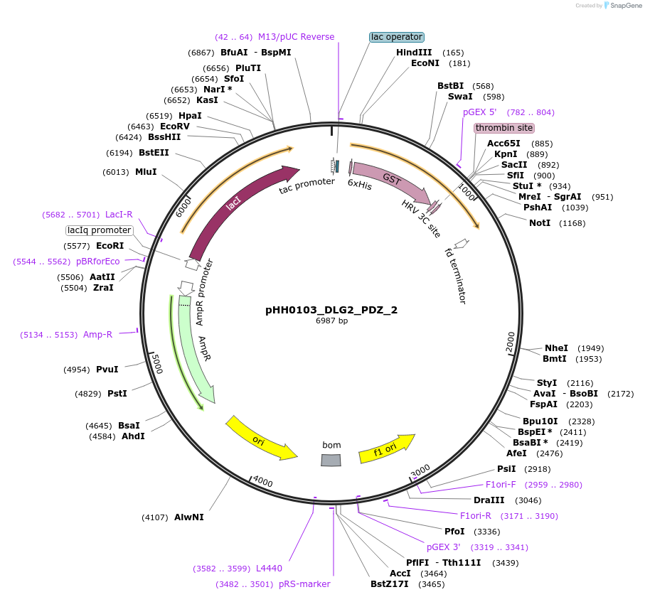 110000-plasmid-map-sequence-id-215488
