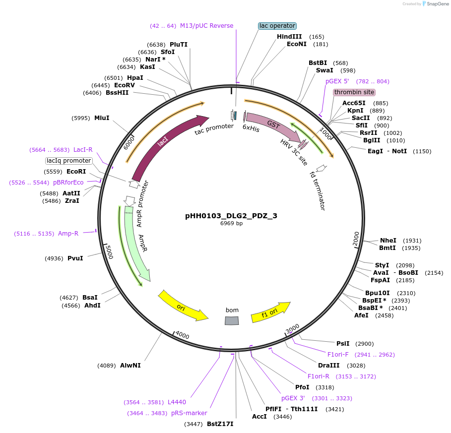 110001-plasmid-map-sequence-id-215489