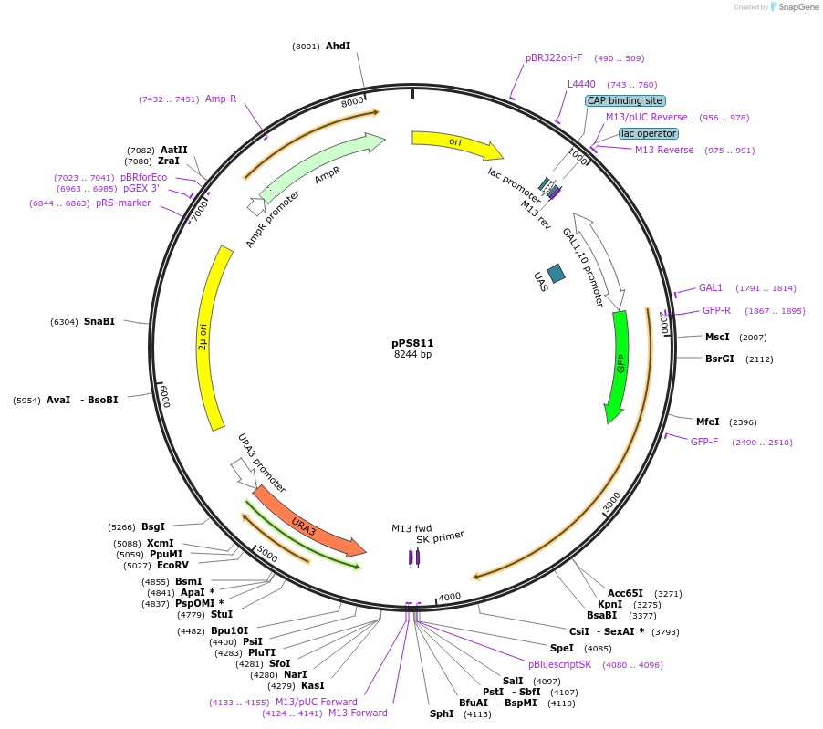 8904-plasmid-map-sequence-id-215509