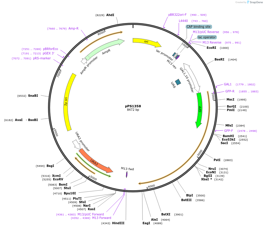 8918-plasmid-map-sequence-id-215511