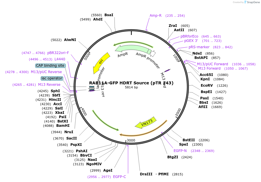 112012-plasmid-map-sequence-id-215519