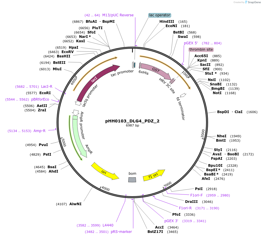 110002-plasmid-map-sequence-id-215526