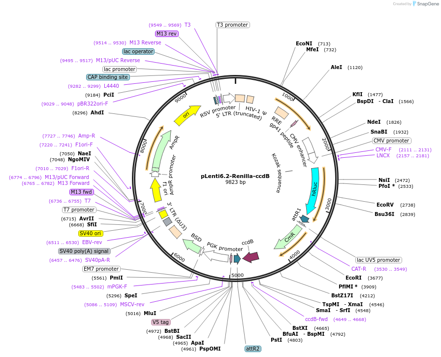 87076-plasmid-map-sequence-id-215535