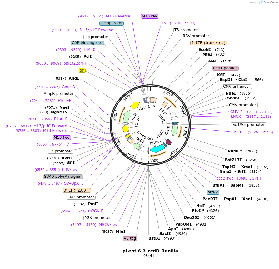 87073-plasmid-map-sequence-id-215537