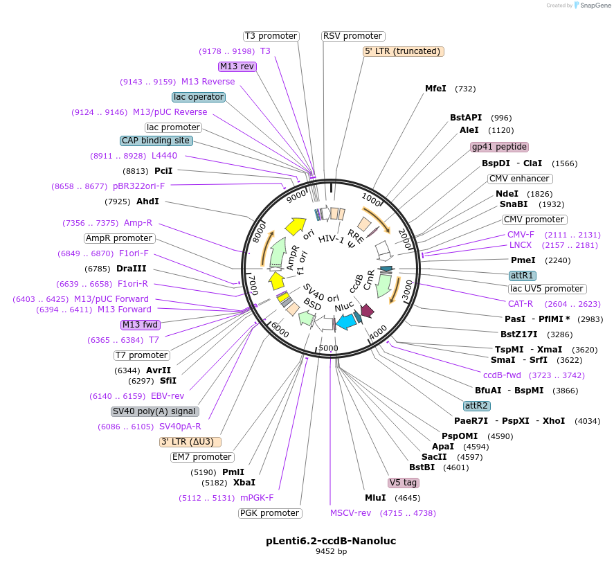 87075-plasmid-map-sequence-id-215540