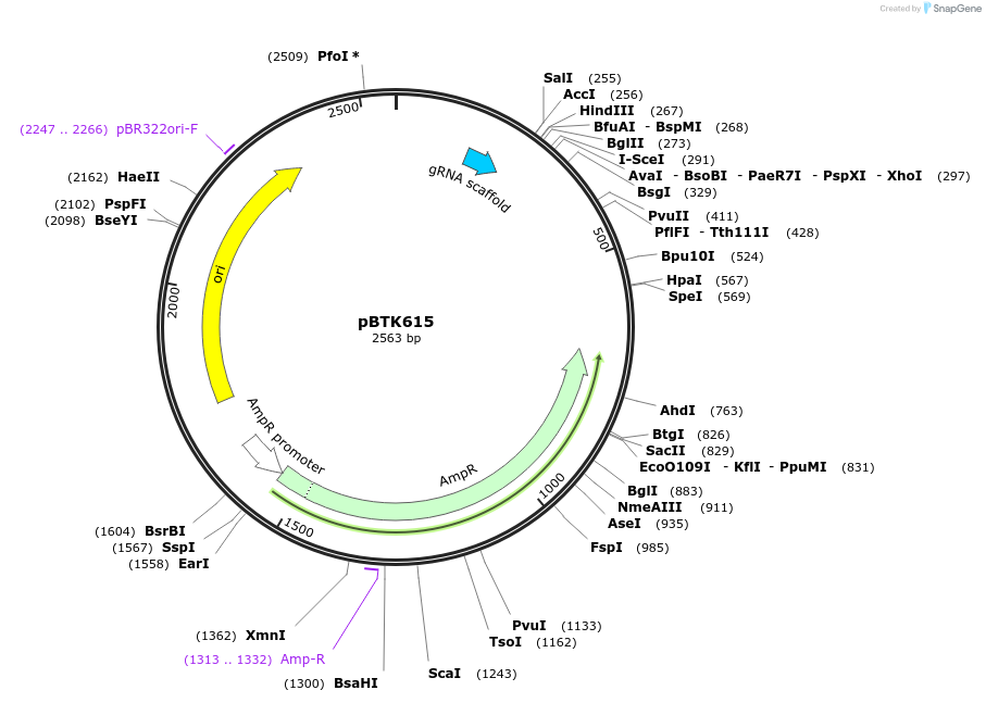 110609-plasmid-map-sequence-id-215541