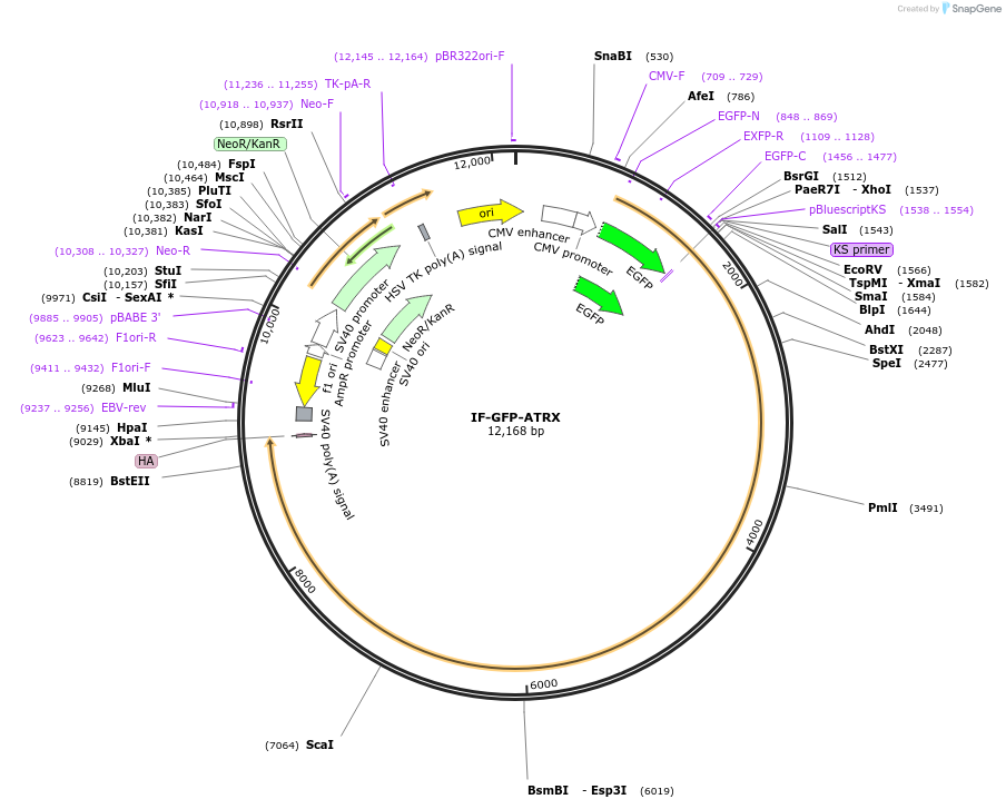 45444-plasmid-map-sequence-id-215578