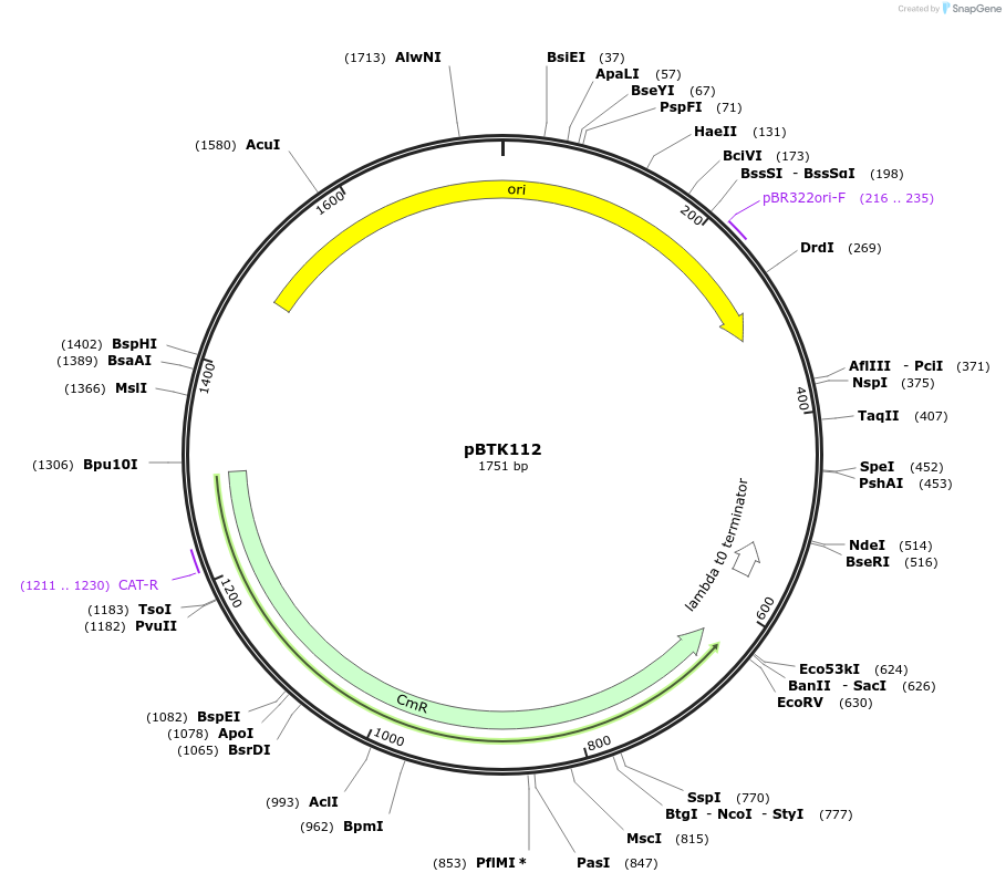 110577-plasmid-map-sequence-id-215579