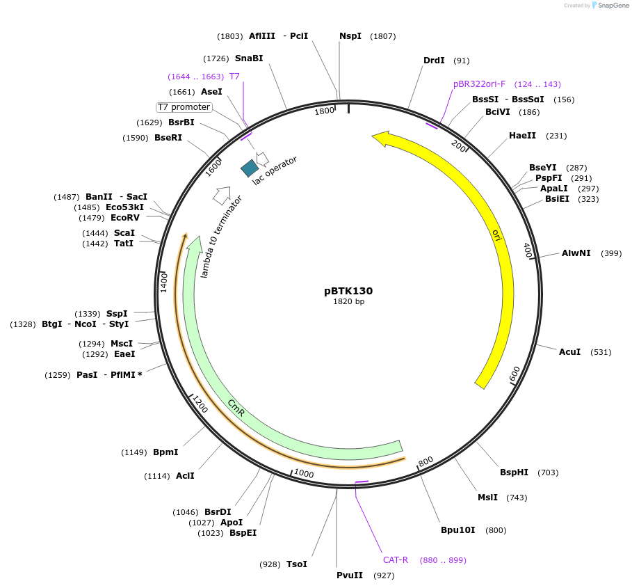 110584-plasmid-map-sequence-id-215583