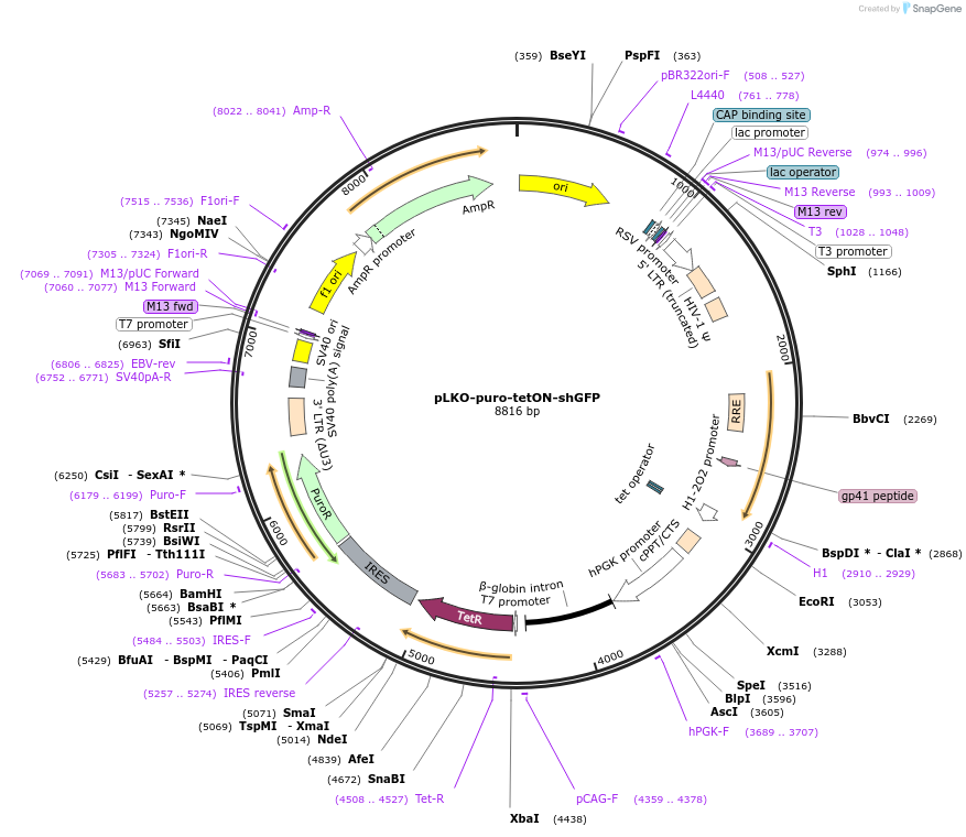 110939-plasmid-map-sequence-id-215590
