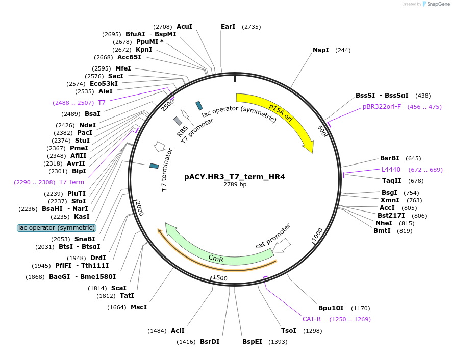 111985-plasmid-map-sequence-id-215593