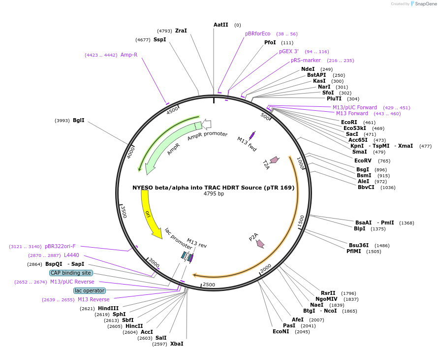 112021-plasmid-map-sequence-id-215596