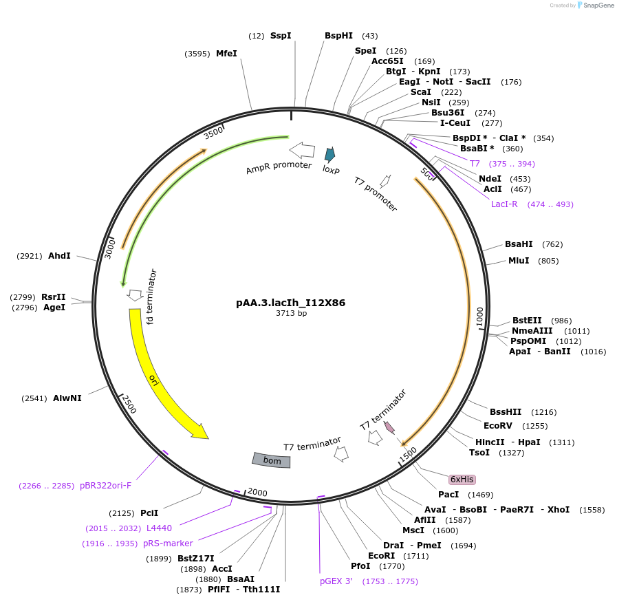 112025-plasmid-map-sequence-id-215597