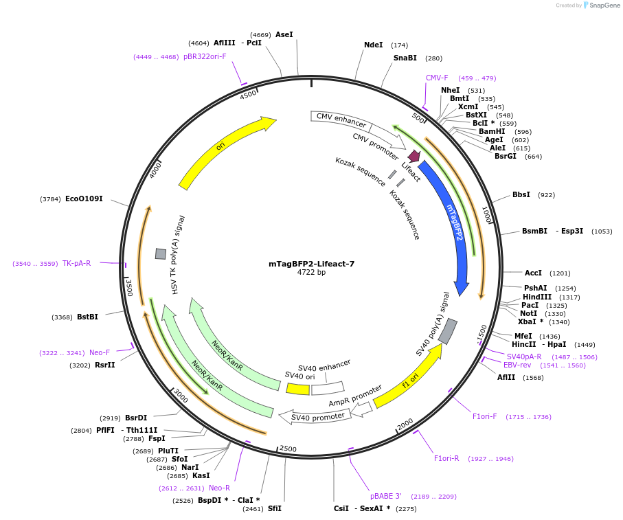 54602-plasmid-map-sequence-id-215598