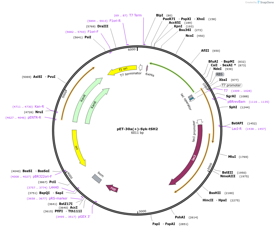 111269-plasmid-map-sequence-id-215599
