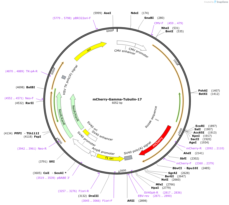 55050-plasmid-map-sequence-id-215600