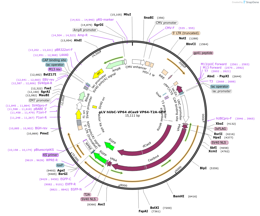 59791-plasmid-map-sequence-id-215604