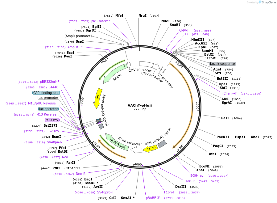 105319-plasmid-map-sequence-id-215606