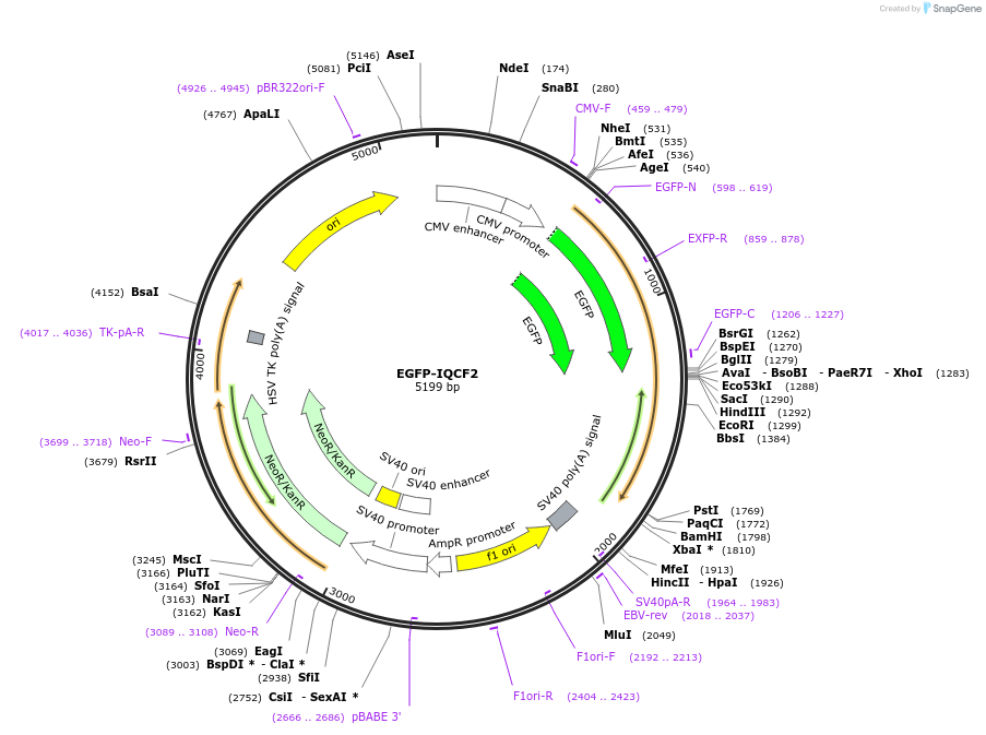 110507-plasmid-map-sequence-id-215607