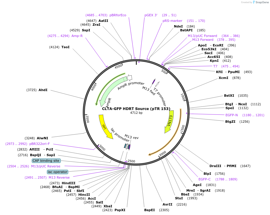 112016-plasmid-map-sequence-id-215612