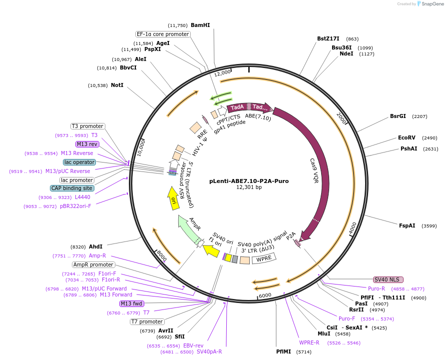 112674-plasmid-map-sequence-id-215665