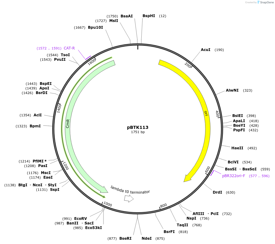 110578-plasmid-map-sequence-id-215668