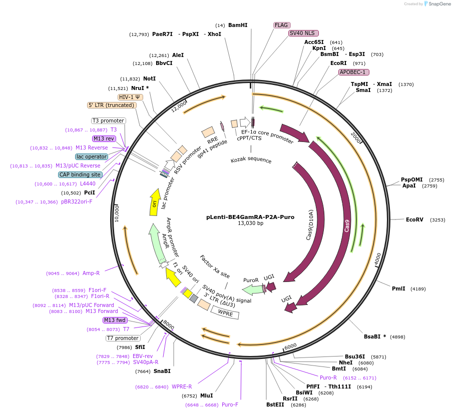 112673-plasmid-map-sequence-id-215669