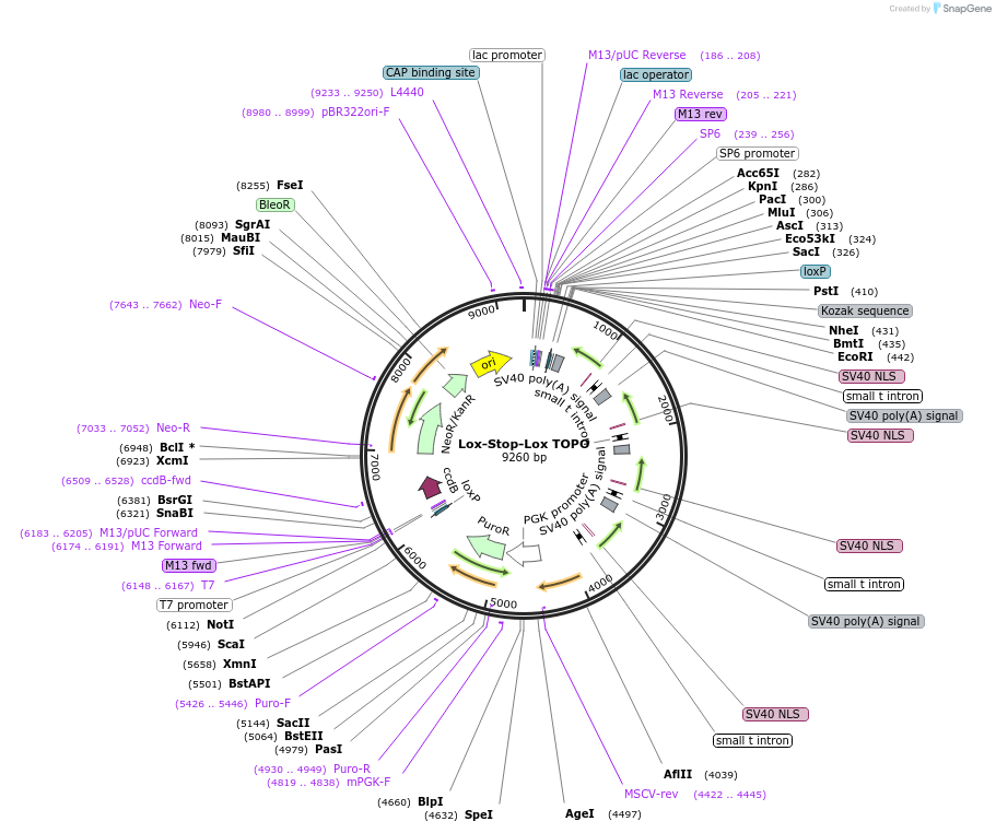 11584-plasmid-map-sequence-id-215672