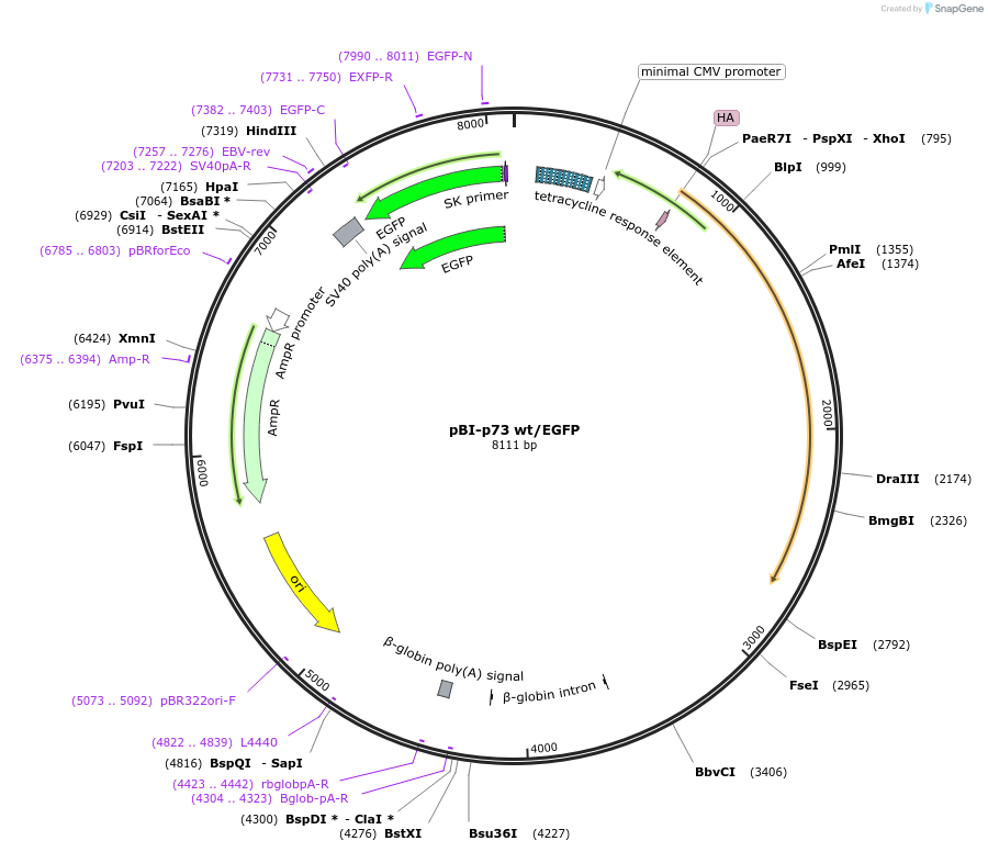 16545-plasmid-map-sequence-id-215676
