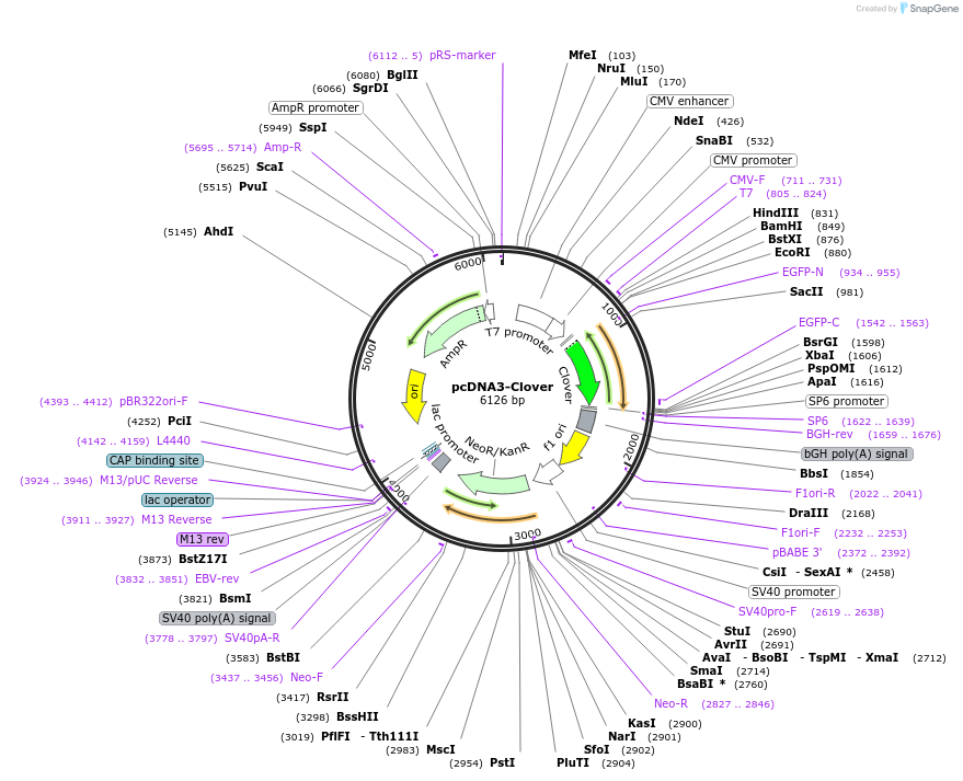 40259-plasmid-map-sequence-id-215680