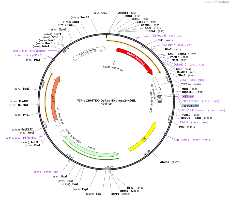 21770-plasmid-map-sequence-id-215685