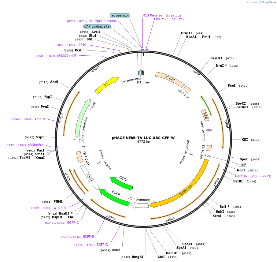49343-plasmid-map-sequence-id-215686