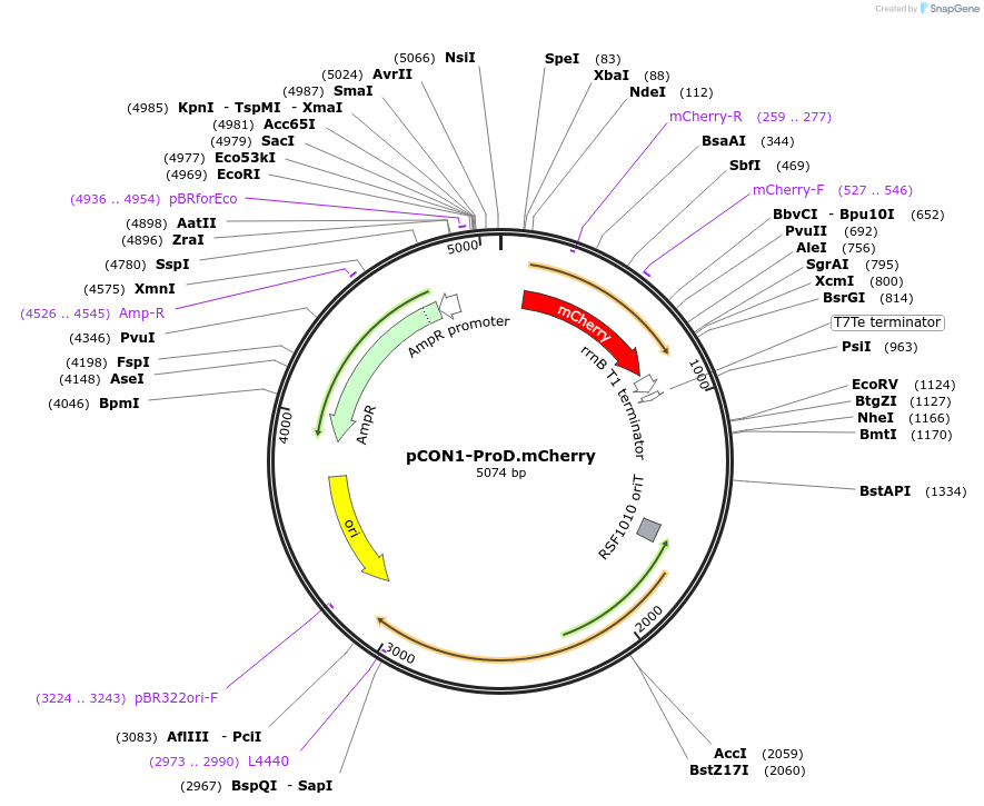 112522-plasmid-map-sequence-id-215690