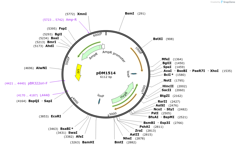 108999-plasmid-map-sequence-id-215692