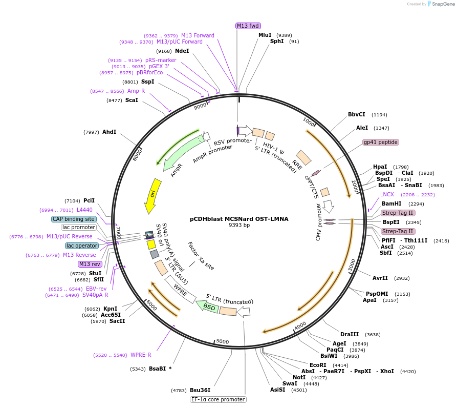 22661-plasmid-map-sequence-id-215698
