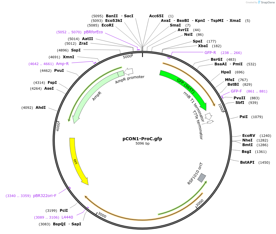 112517-plasmid-map-sequence-id-215702