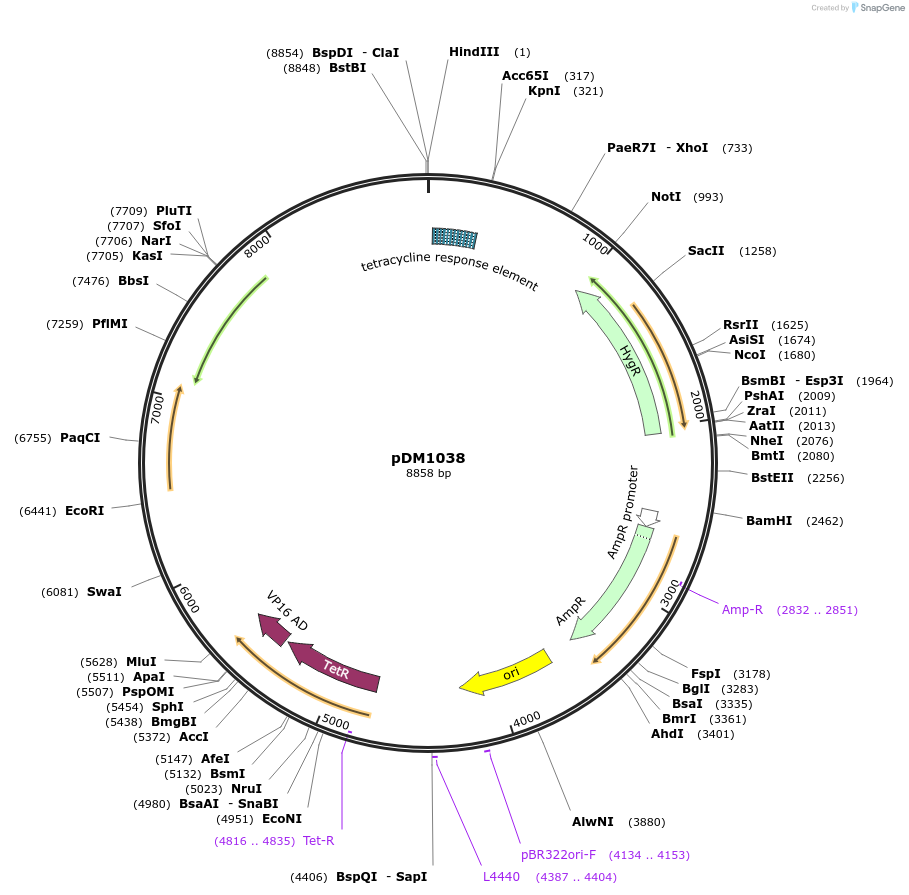 108988-plasmid-map-sequence-id-215704