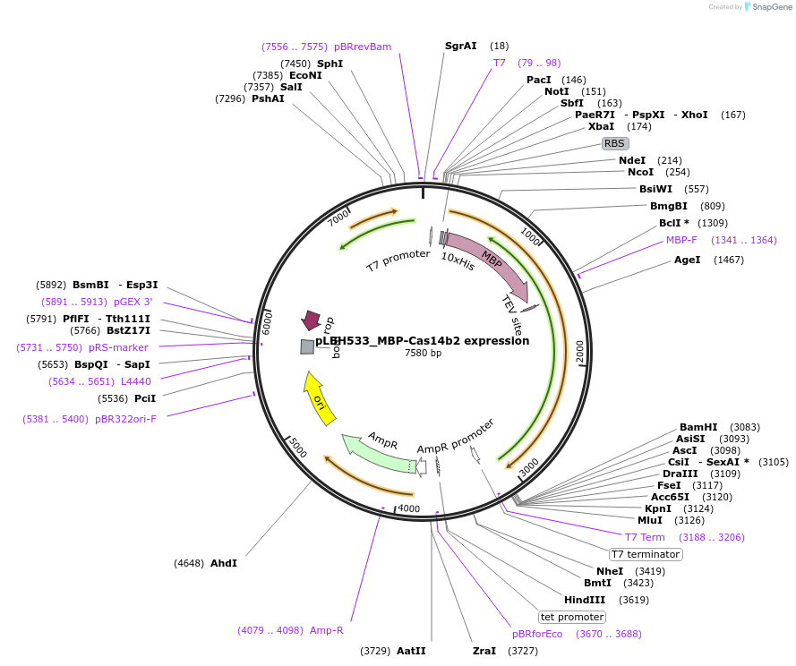 112506-plasmid-map-sequence-id-215705