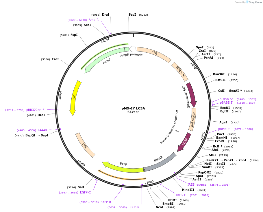 89290-plasmid-map-sequence-id-215720