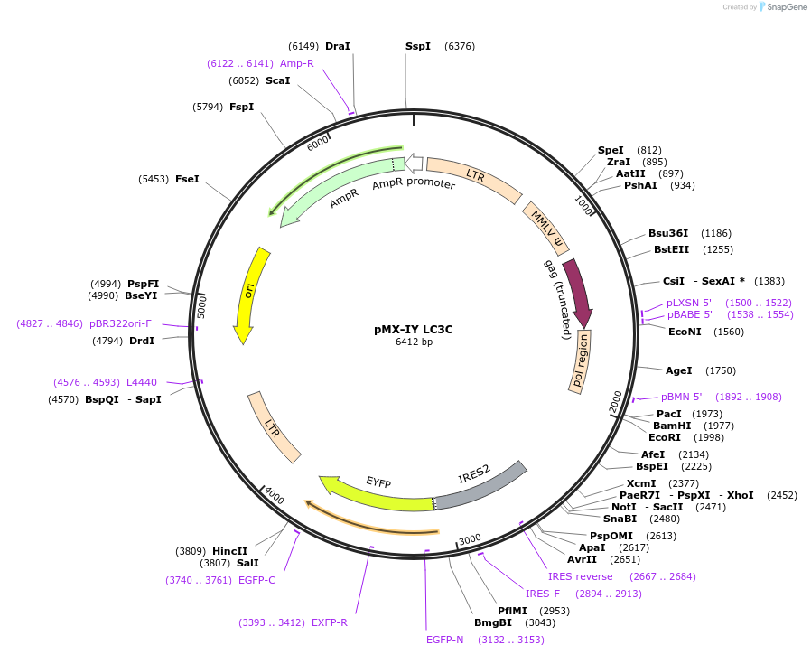 89292-plasmid-map-sequence-id-215722