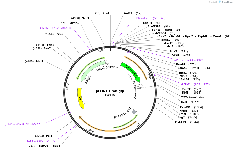 112516-plasmid-map-sequence-id-215723