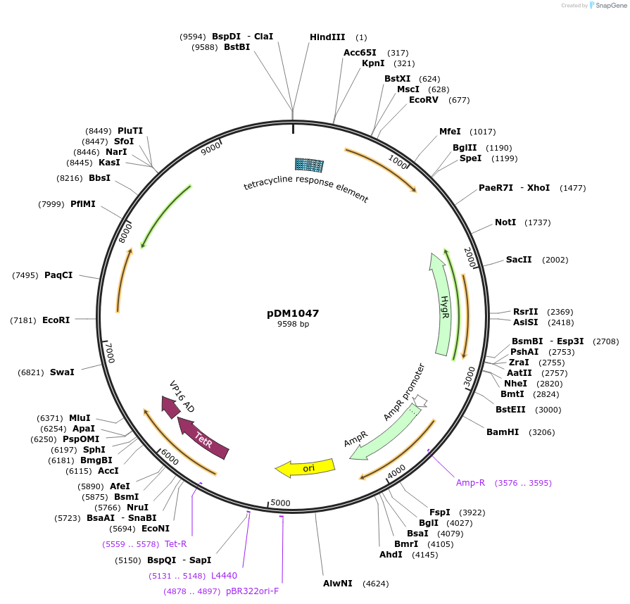 108990-plasmid-map-sequence-id-215724