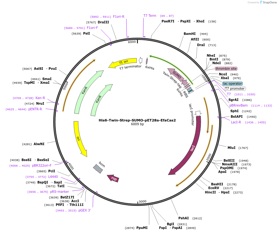 112794-plasmid-map-sequence-id-215734