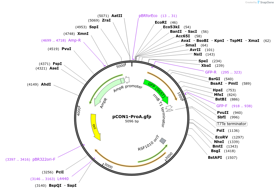 112515-plasmid-map-sequence-id-215752