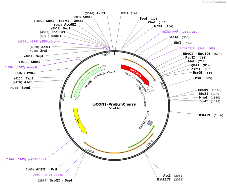112520-plasmid-map-sequence-id-215754