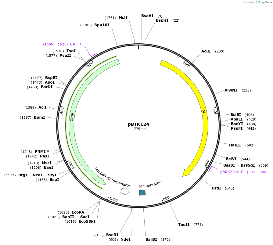 110583-plasmid-map-sequence-id-215755