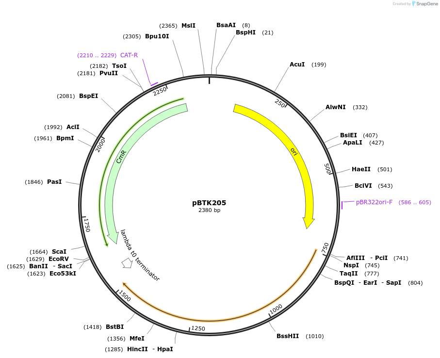 110587-plasmid-map-sequence-id-215756