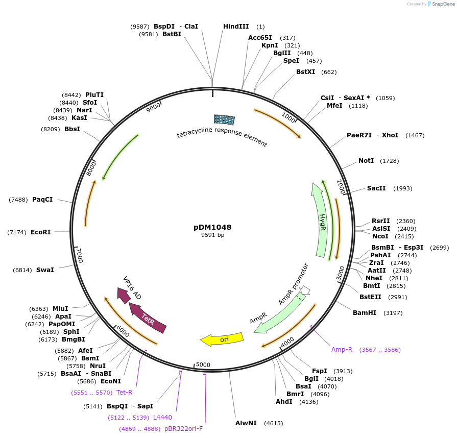 108991-plasmid-map-sequence-id-215759