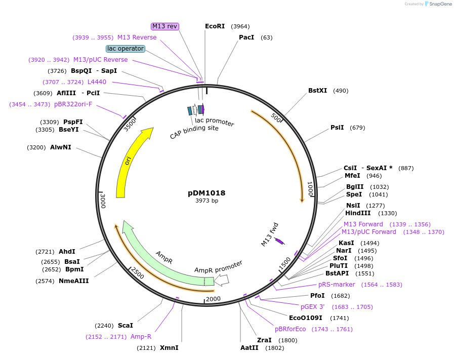108975-plasmid-map-sequence-id-215765