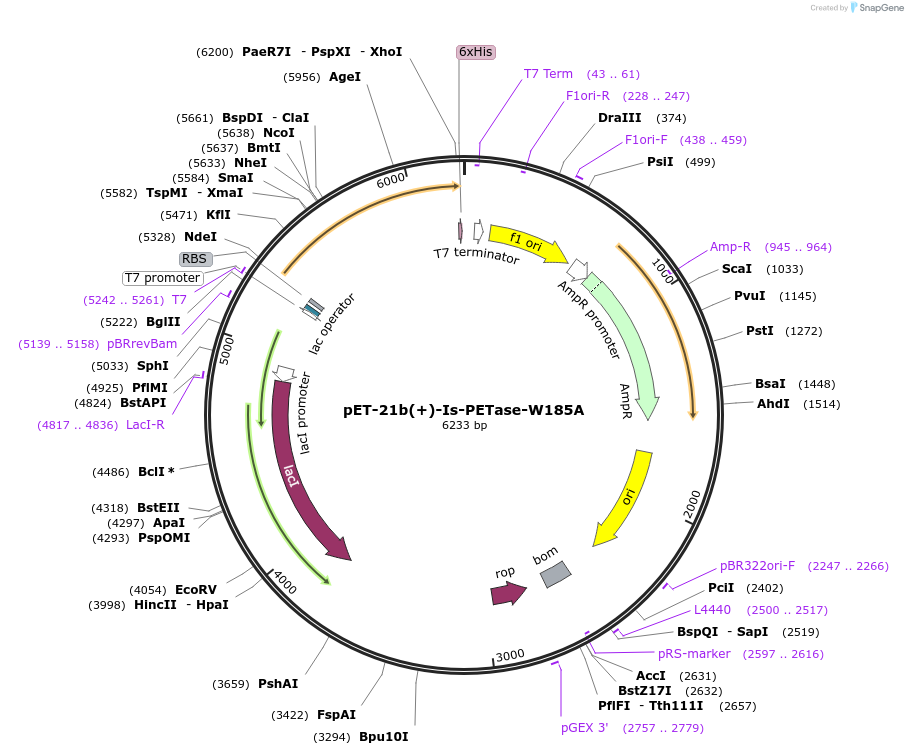 112204-plasmid-map-sequence-id-215853